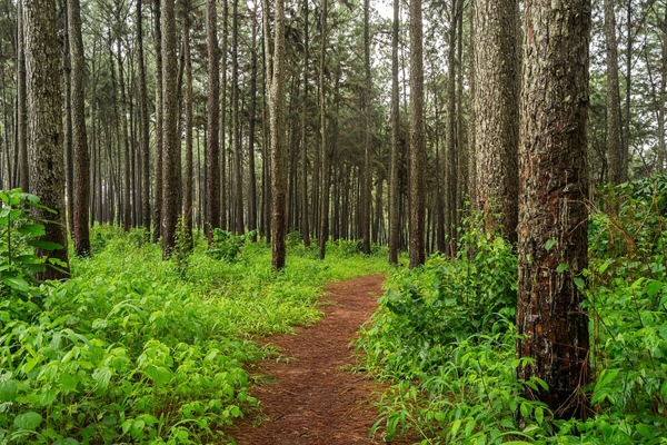 Ngwo Pine Forest & Cave